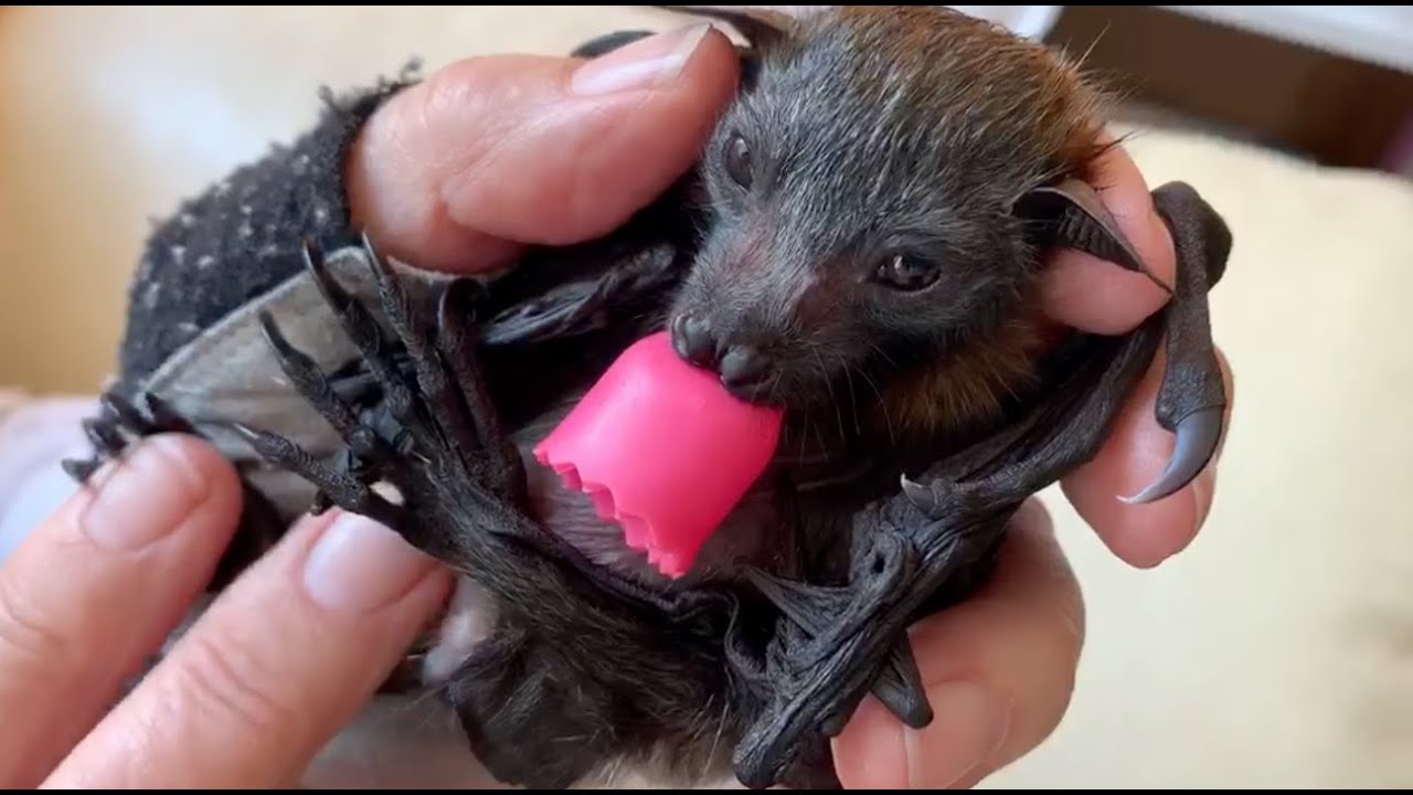 Baby flying-fox has a bath and is groomed:  this is Hungry Hippo