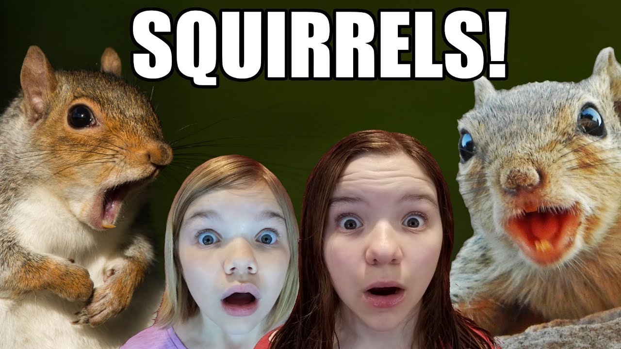 Squirrels Loose in the House!