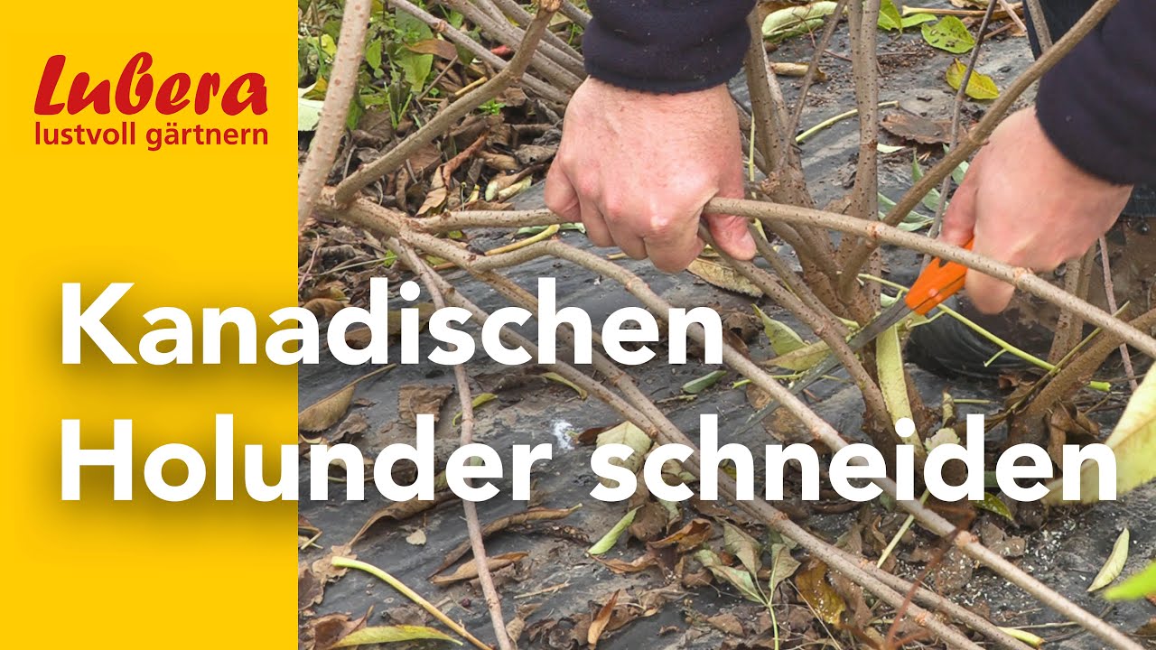 Kanadischen Holunder richtig schneiden: So schneidet man Sambucus canadensis für maximale Ernte