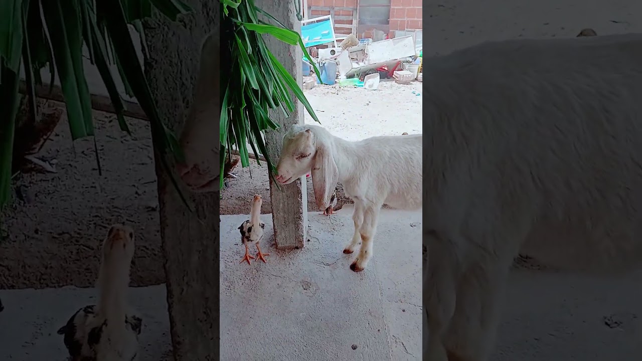 bom dia minha gente fui tirar capim pros bichos 