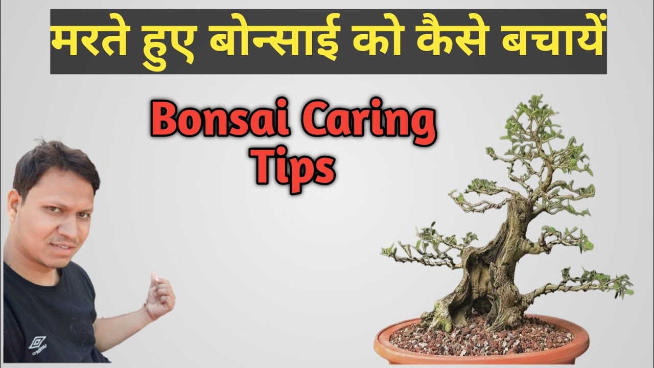 मरते हुए बोन्साई को कैसे बचायें || How To Save Dying Bonsai Tree || tips & tricks ||