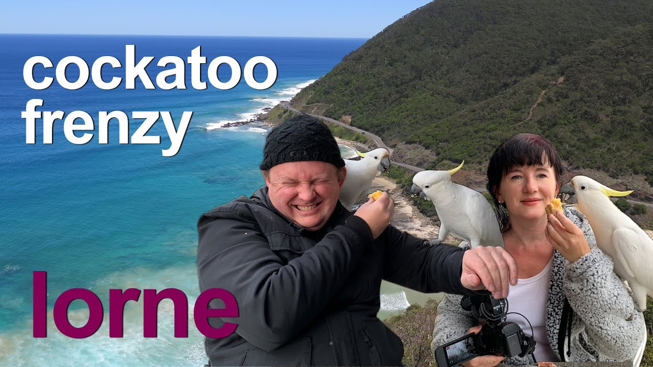 COCKATOO frenzy in Lorne | cockatoos stealing our food