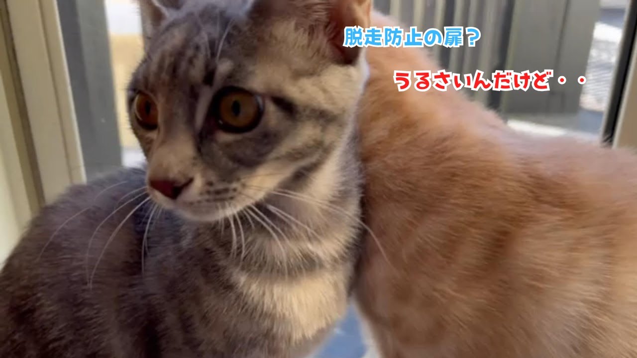 いたずらにゃんず兄妹の脱走作戦vs父さんの究極対策！♯いたずら♯茶太と花♯保護猫♯成長記録