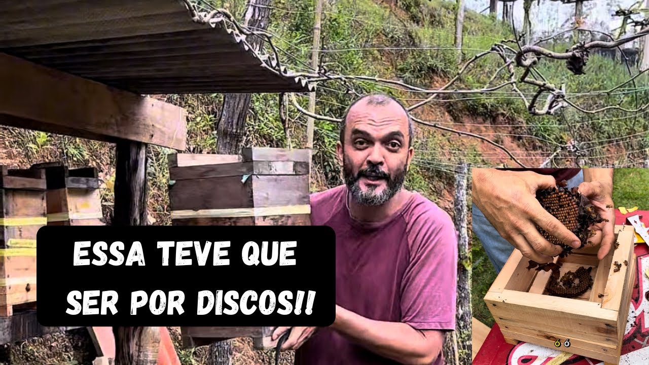 Como fazer multiplicação por disco de abelha uruçu bugia. 