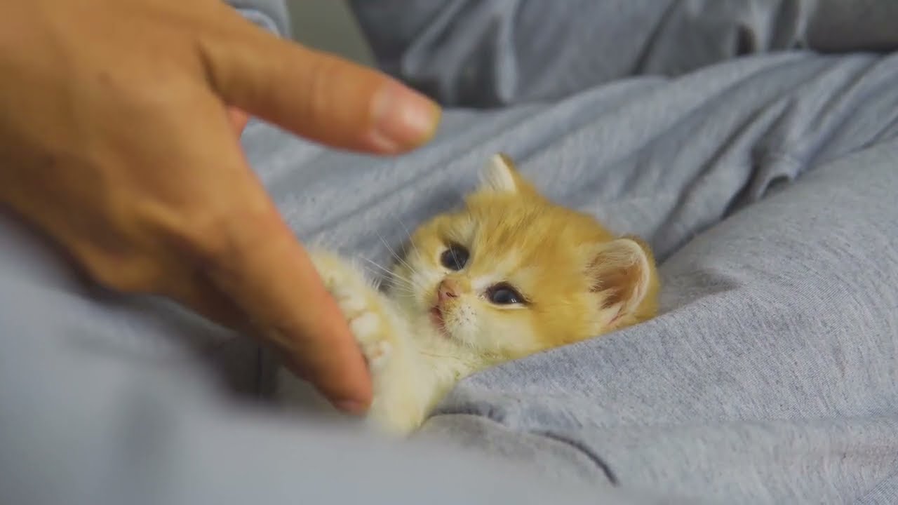 The Way I Teach Kitten Pudding How To Shake Hands, it's so funny