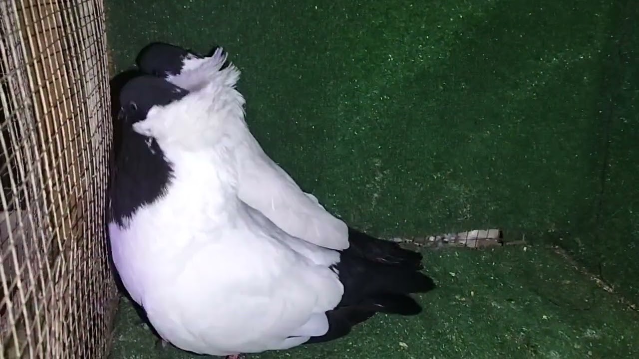 عروض حمام للبيع لدي محل المحترفين للطيور الزينة والحمام في الشرقيه قص حمام ارباش اوربي للبيع