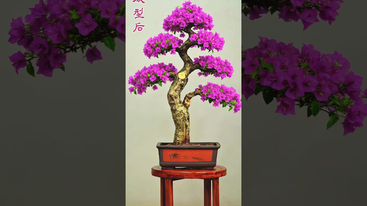 Another masterpiece of bonsai made from bougainvillea. #분재 #bonsai #moutainlife #bonsaitree