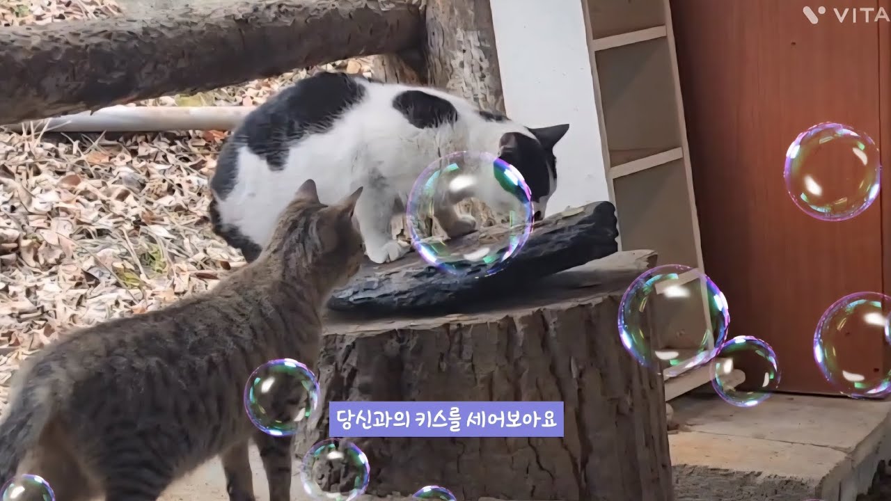 당신과의 키스를 세어보아요