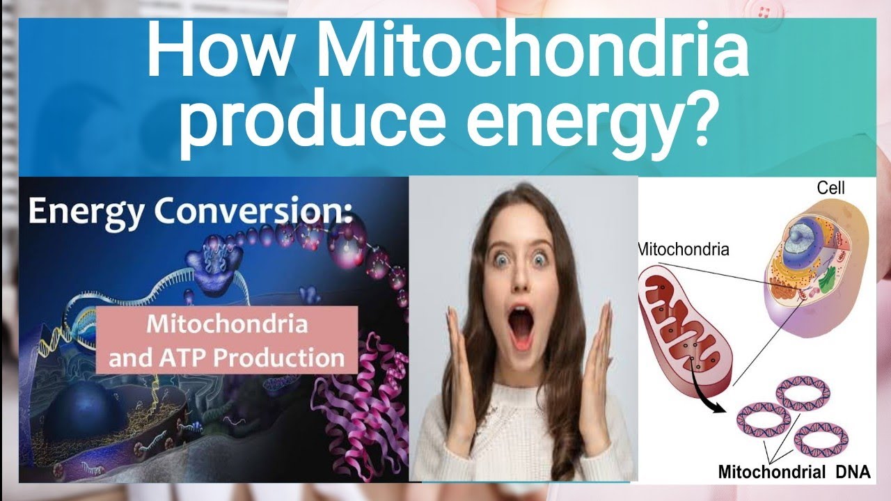How do mitochondria produce energy?