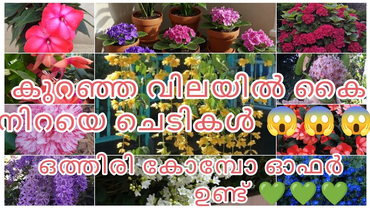 കുറഞ്ഞ വിലയിൽ കൈ നിറയെ ഒത്തിരി ചെടികൾ ആരും മിസ്സ്‌ ചെയ്യല്ലേ 😱😱😱😱❤️❤️❤️💚💚🥰🥰🌿🌺