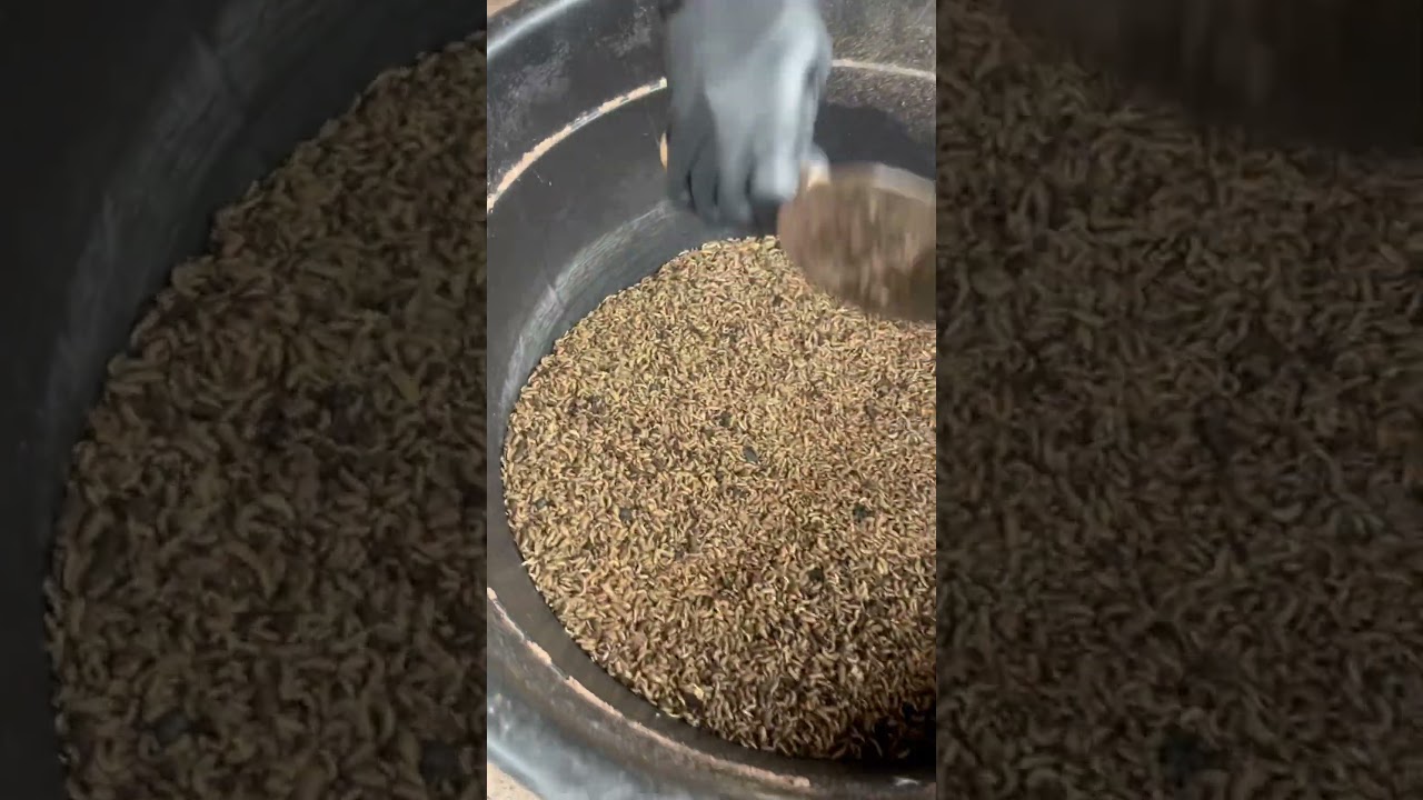 Как разводить опарышей