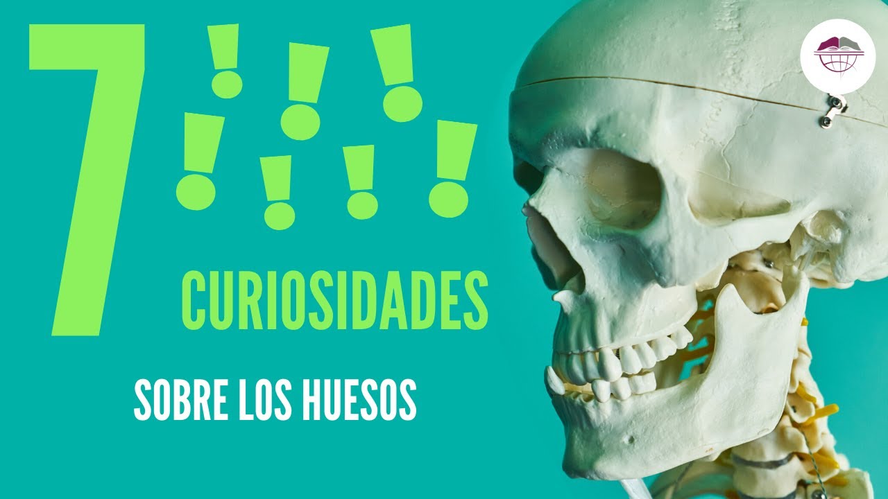 7 CURIOSIDADES SOBRE LOS HUESOS