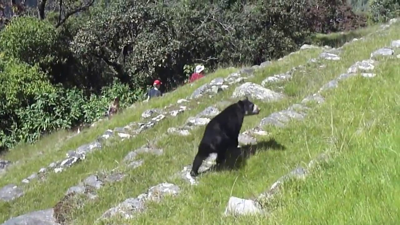 turistas observan oso de anteojos en machu picchu,  tourists observe Spectacled Bear in Machu Picchu