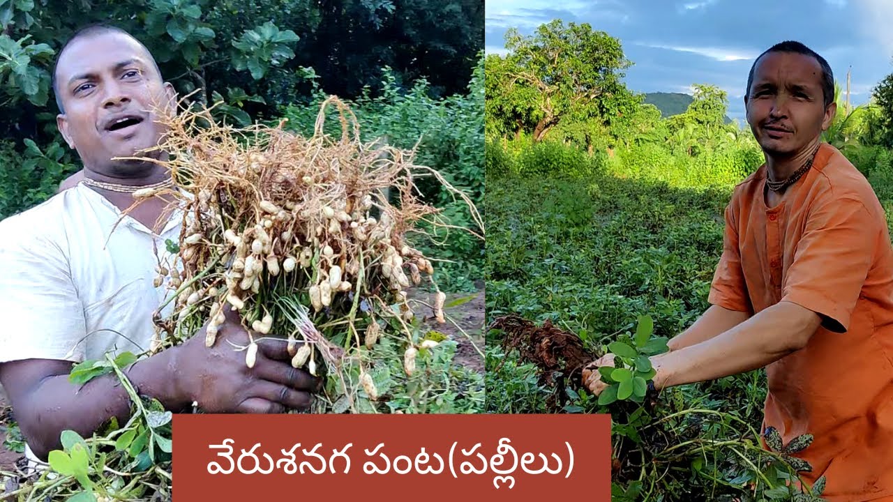 వేరుశనగ పంట (పల్లీలు)