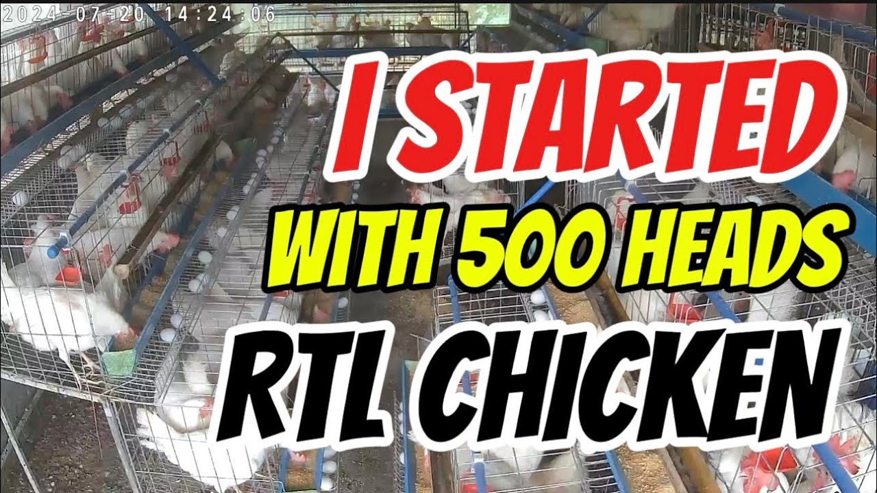 THE ULTIMATE BEGINNER’S GUIDE EP. 22:  HOW I STARTED MY LAYER CHICKEN BUSINESS.
