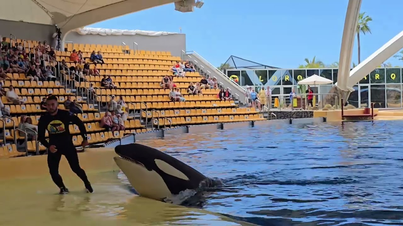Incredible Orca Show at Loro Parque | Powerful & Majestic Moments! | freetimebybr