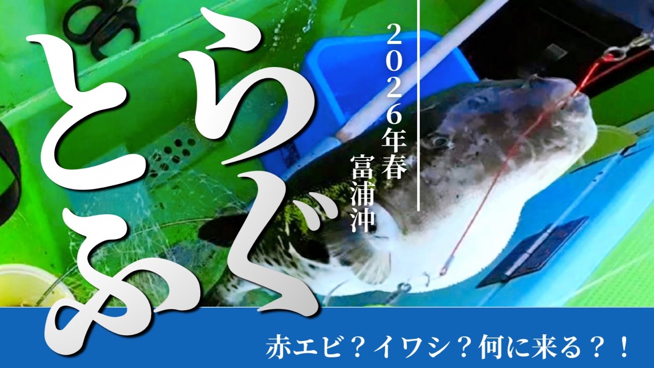 【トラフグ釣り】2026東京湾･富浦沖！今季終盤！仕掛け・釣り方｜2026.4.8