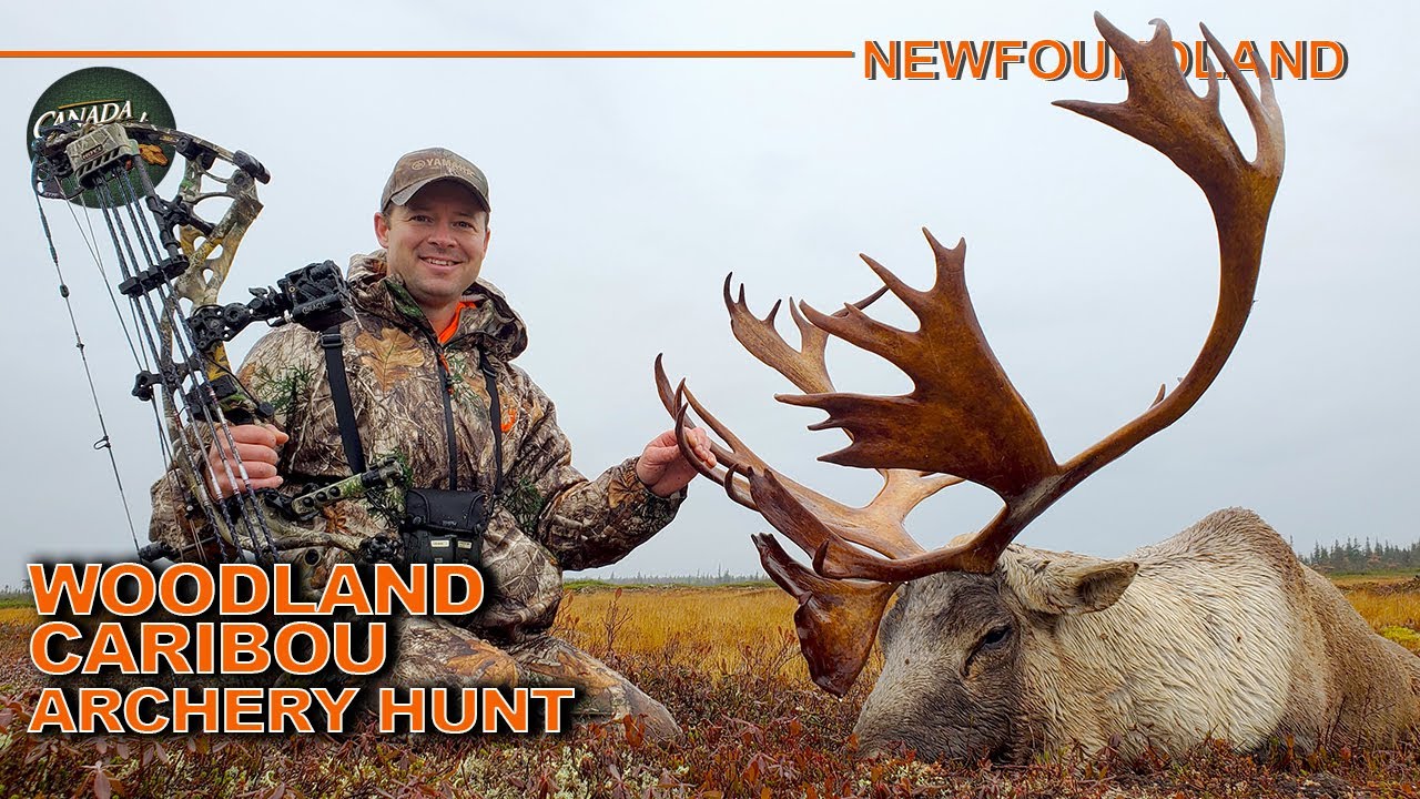 Record Book Woodland Caribou Archery Hunt in Newfoundland | Canada in the Rough #hunting #video