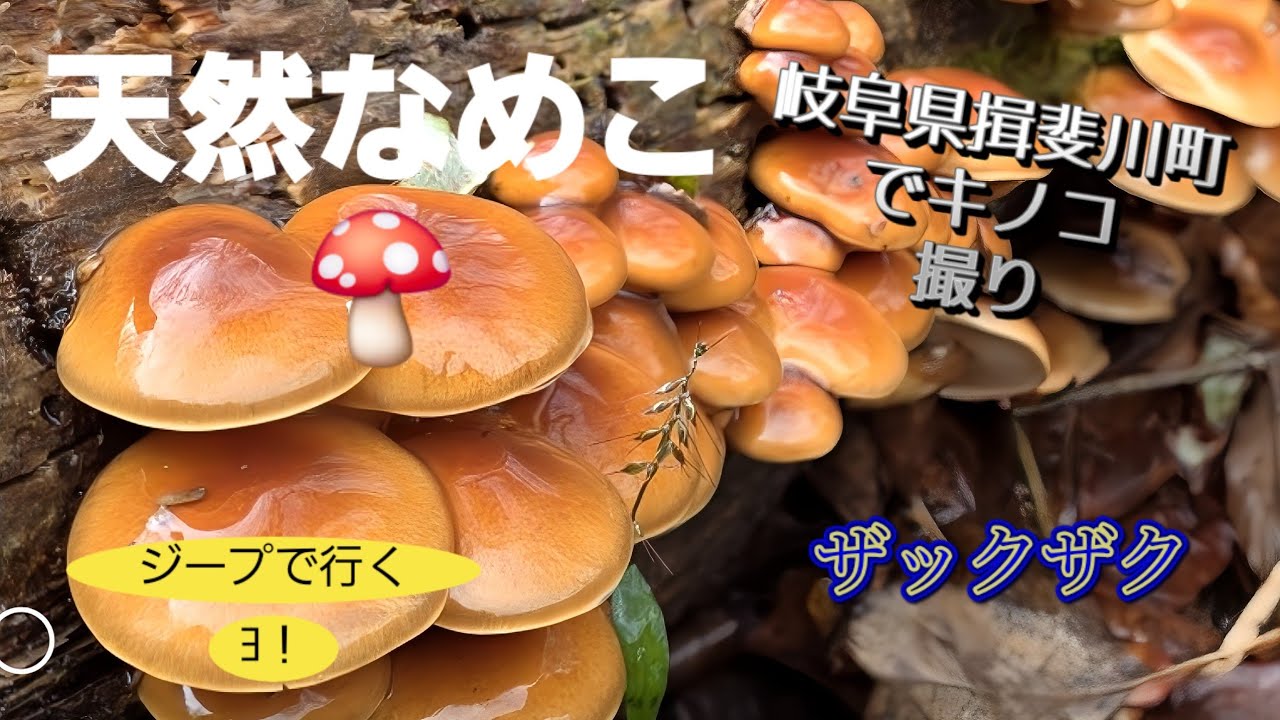 ジープで行く！岐阜・揖斐川上流で天然きのこ撮影｜ナメコ・ムキタケWild Mushrooms in Upper Ibi River, Gifu｜Nameko & Mukitake