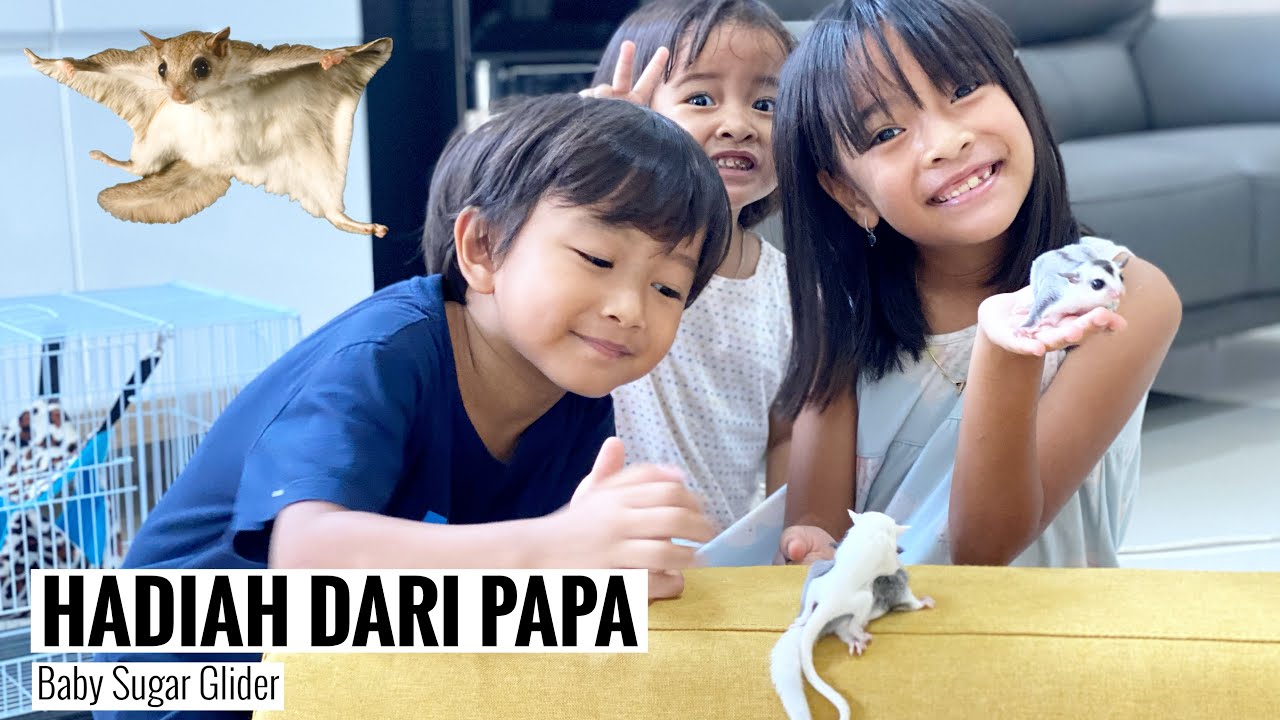 Peliharaan Baru Zara Kenzo Sakura !!! SUGAR GLIDER