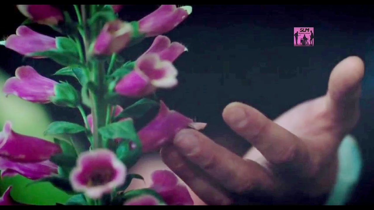 'A Little Chaos' [2014] Soundtrack:  Main Theme by Peter Gregson
