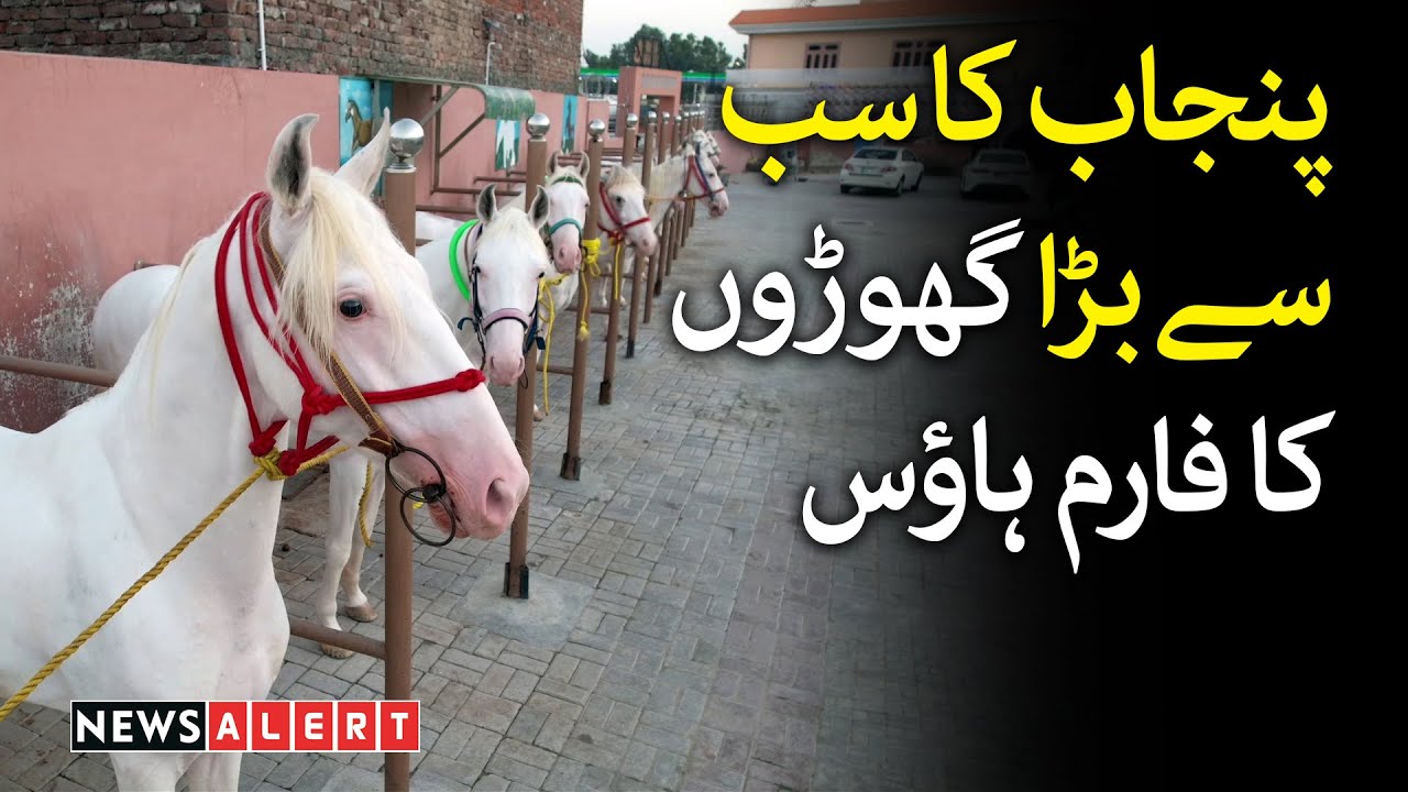 Largest horse farm house in punjab - Horse Riding - Neza bazi | Pakistan