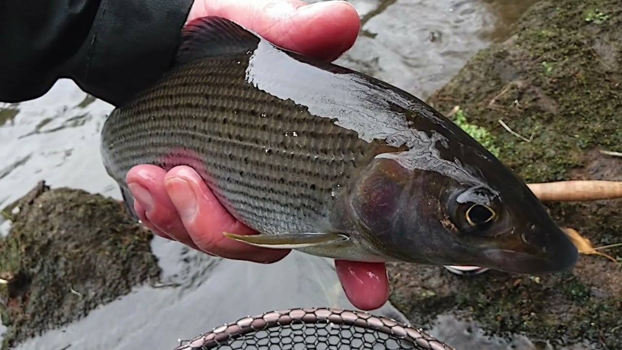 Grayling fishing on the River Derwent in Derbyshire