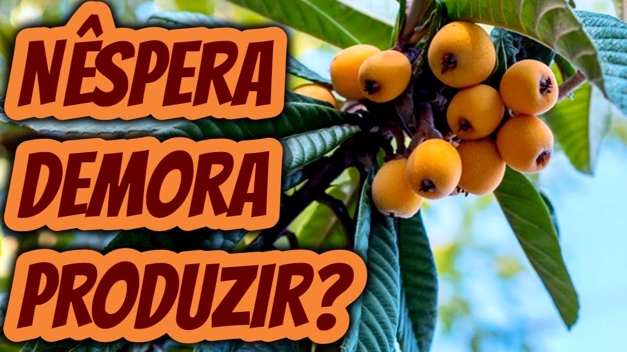 N&ecirc;spera Quantos anos leva para iniciar a produ&ccedil;&atilde;o de Ameixa? Qual per&iacute;odo do plantio at&eacute; a colheita?