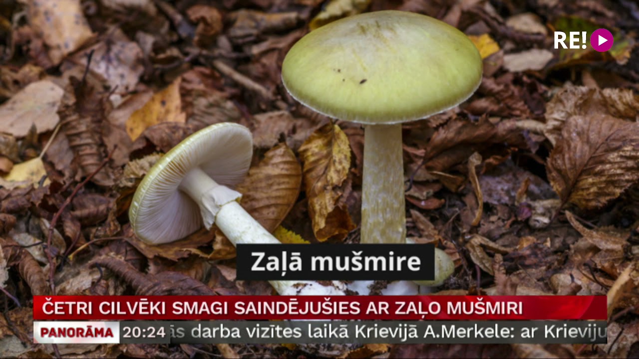 Četri cilvēki smagi saindējušies ar zaļo mušmiri