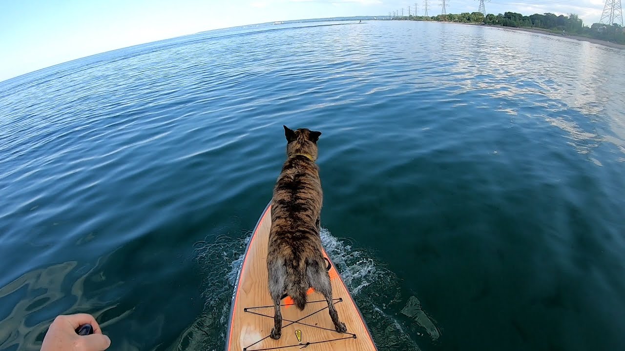 Dutch Shepherd Paddle Boarding