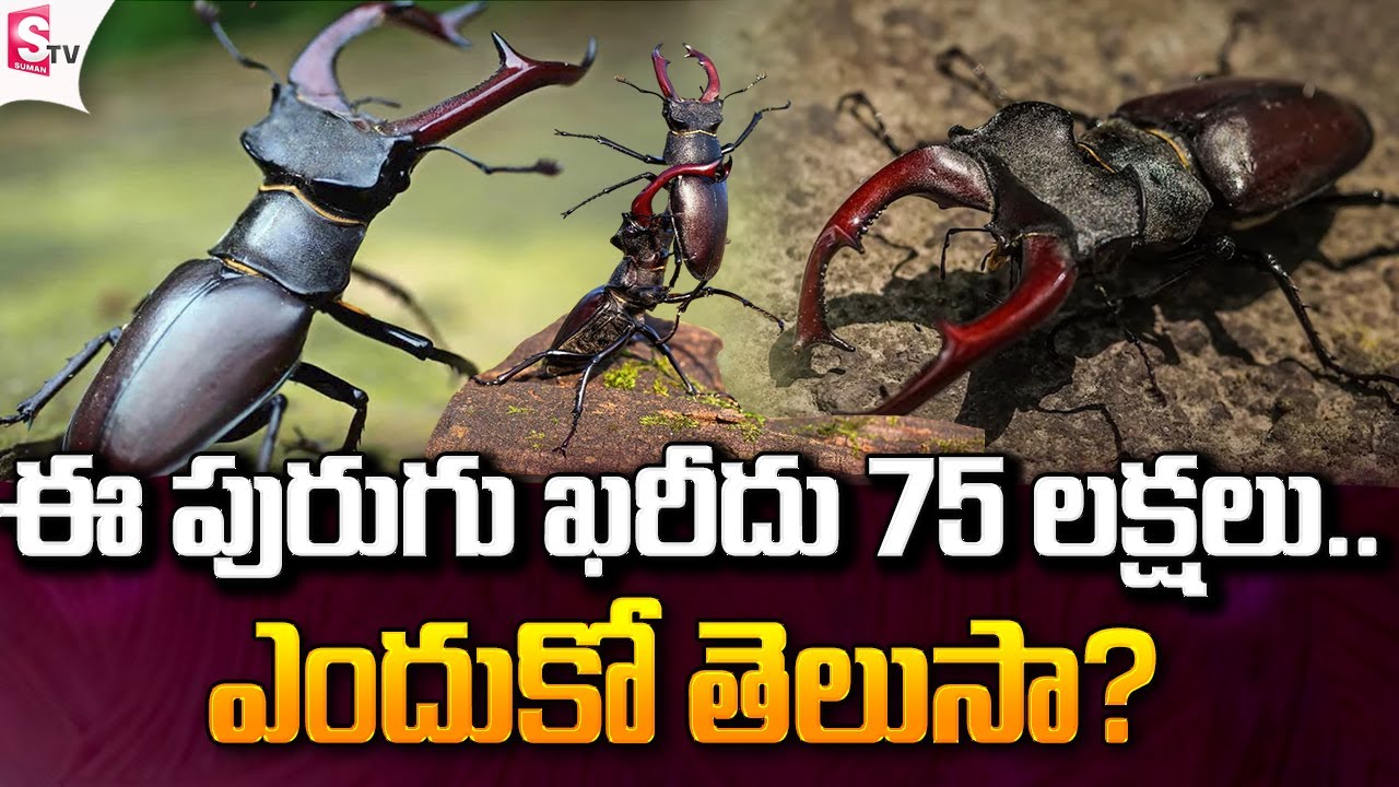 ఈ పురుగు ఖరీదు 75 లక్షలు | The cost of this worm is 75 lakhs | Interesting Facts
