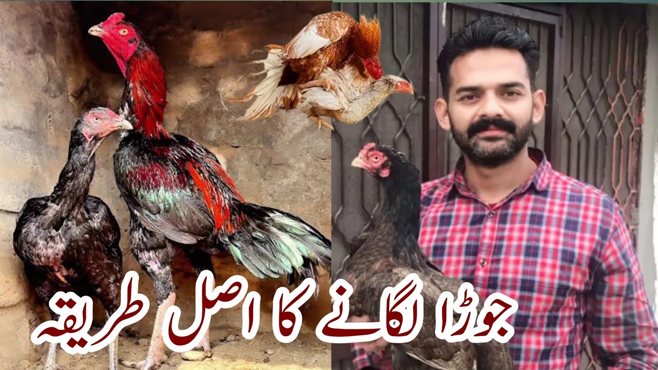Murga or murgi cross krwany ka tariqa | murgi cross nahi hoti kya kren | ihsan gujjar vlogs