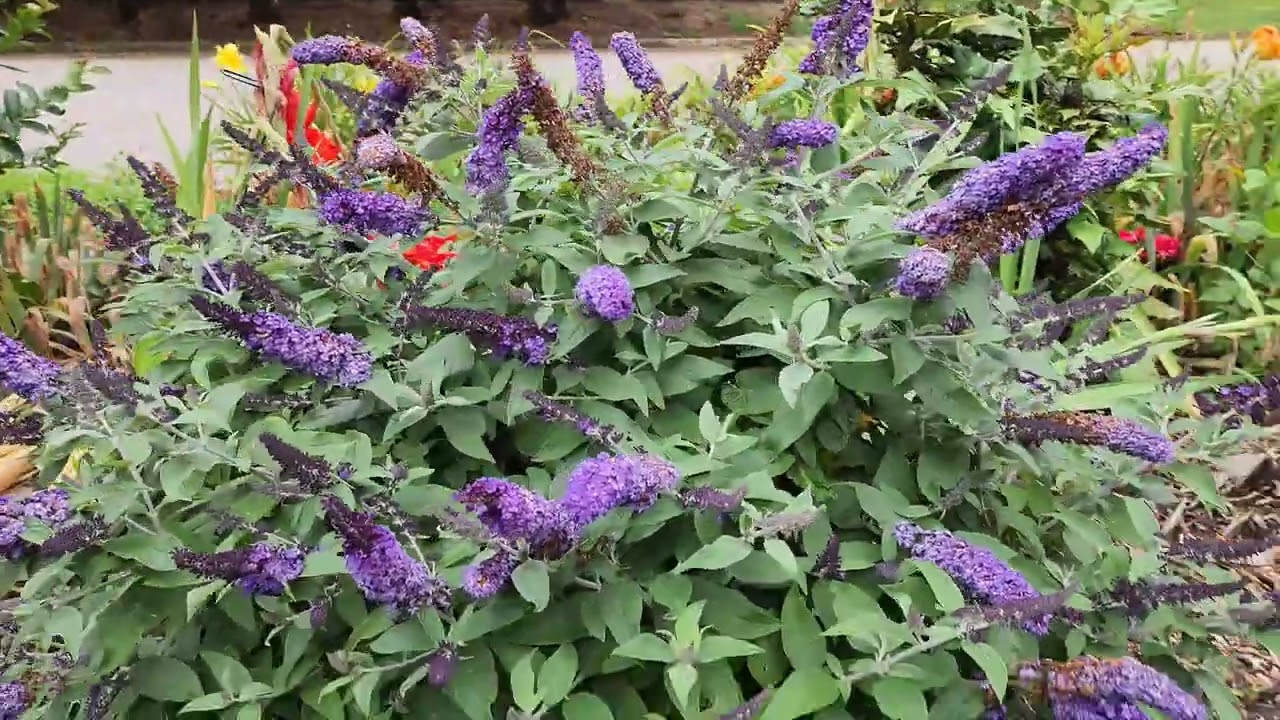 My Front Garden Update - June 2023