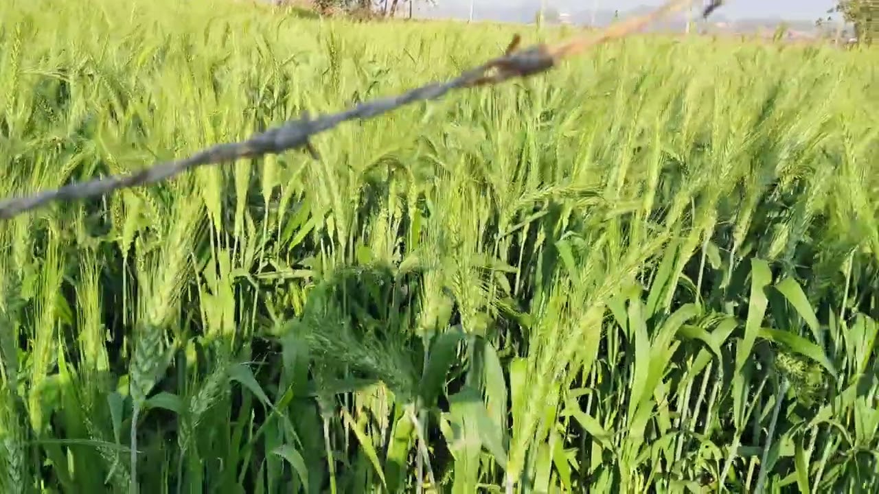 फसल गेहूं कुदरत 17 सेलक्शन संशोधित अधिक उपज निरोगी फसल बंपर पैदावार देने वाली बीज 9935281300