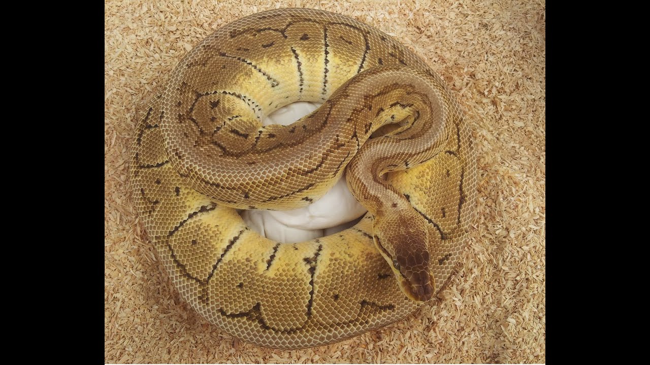 Ball Python: Maternal Incubation Day 25