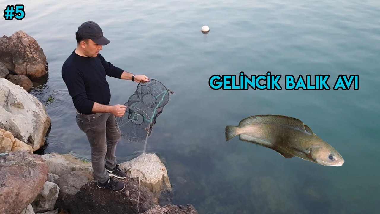 Gelincik Balığı | Balık Avı | Akçakoca | Fishing