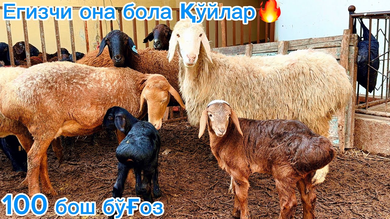 3400 дан бўғоз 🔥 Егизчи она бола қўйлар Арзон нархларда💰
