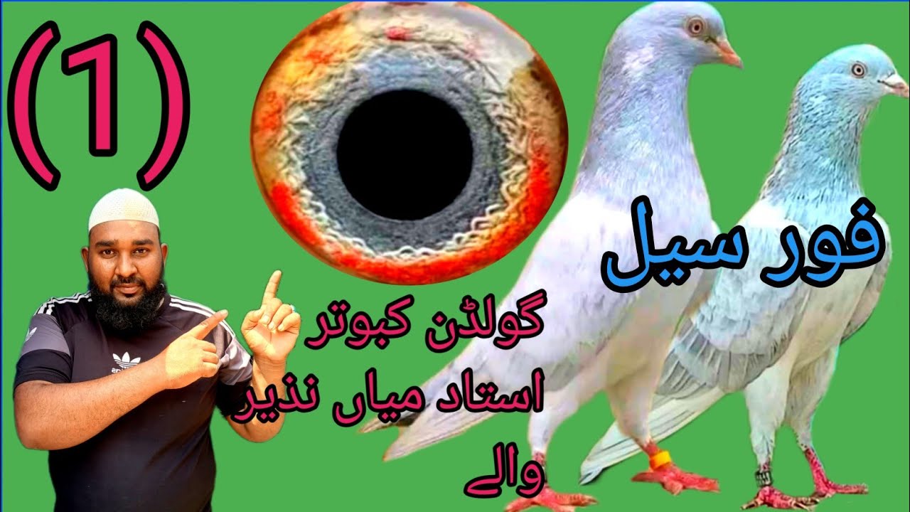 Golden Kabootar Mia Saab Wale Taddy🤗😱 Kabootar Cleti Golden Kabootar#pigeon#bird 