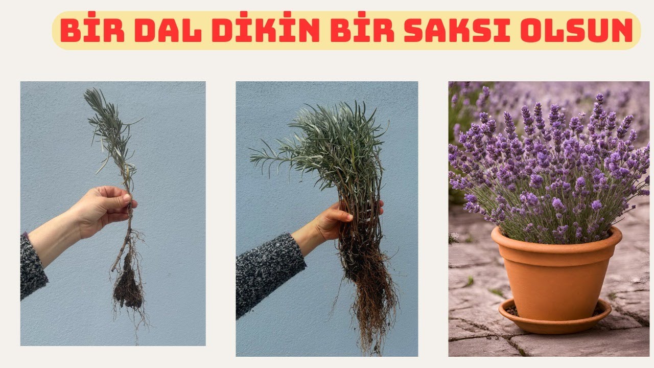Dalından Lavanta Yetiştirme, Lavanta Köklendirme, Lavanta Yetiştirme, Lavanta Nasıl Yetiştirilir