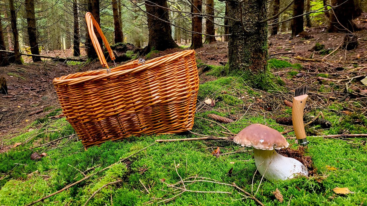 Immer noch Steinpilze? - Pilze sammeln im November
