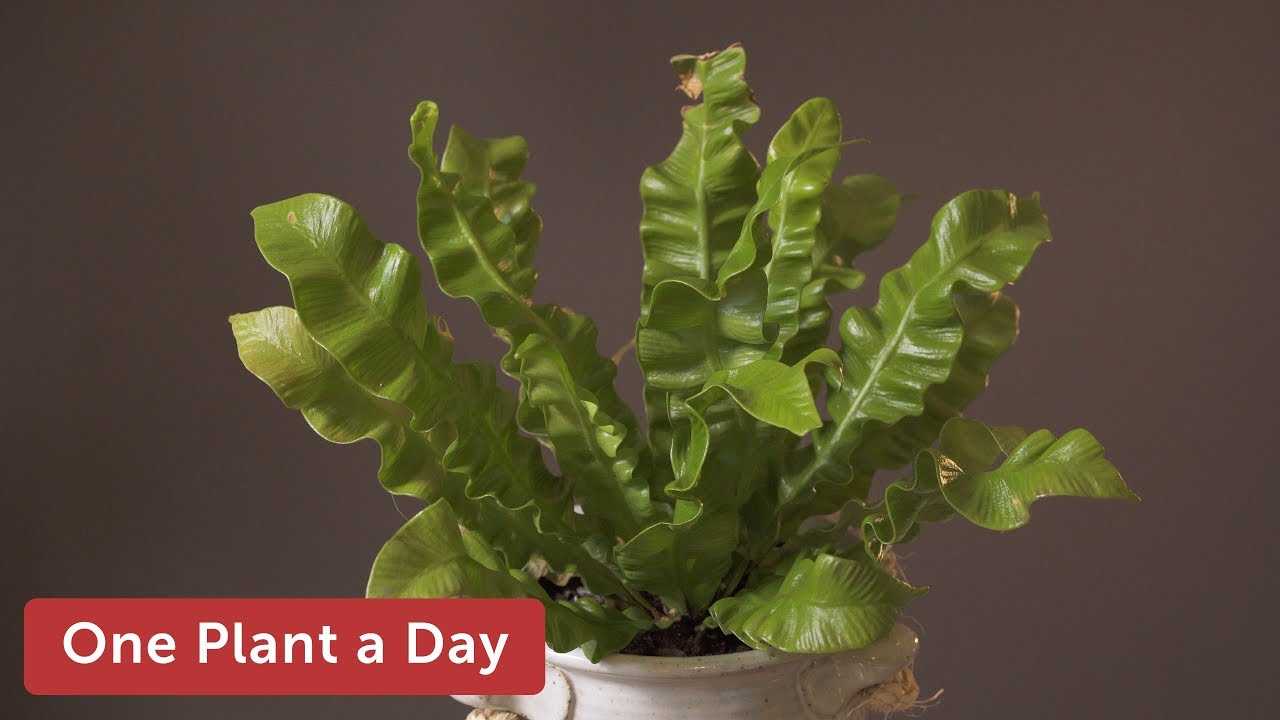 Asplenium nidus Houseplant Care — 171 of 365