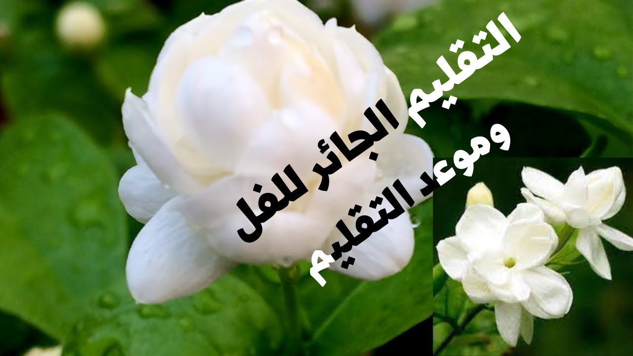 الطريقة الصحيحة للتقليم الجائر لنبات الفل بفصل الشتاء