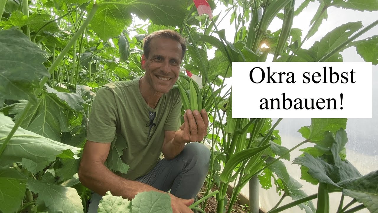 NEUHEITEN für den Garten - OKRA selbst anbauen 💚  Anbau, Pflege und Verarbeitunstipps
