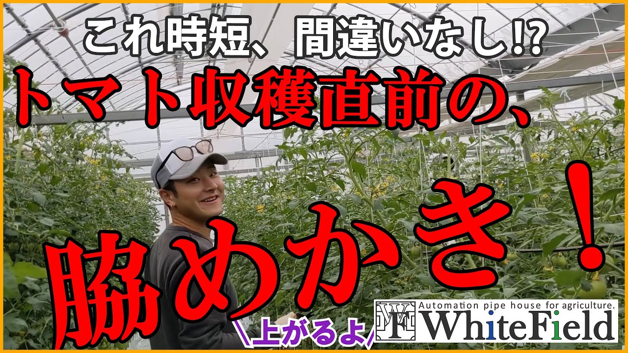 これ時短間違いなし！わきめ取りの新法則！！