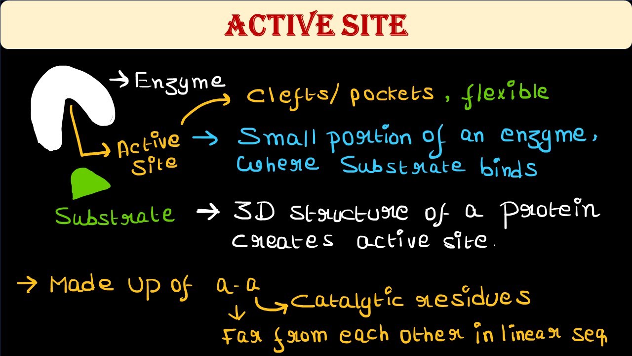 Active site of enzyme | Features | Biochemistry