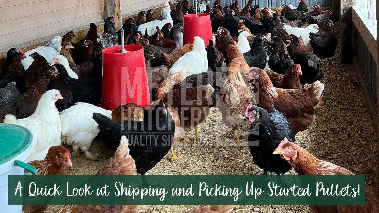 A Quick Look at Shipping and Picking Up Started Pullets!