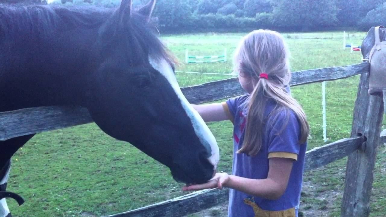 IMG 0686 Danny the Pony (Cadlan Valley Drum Major) licking Colin the Cat