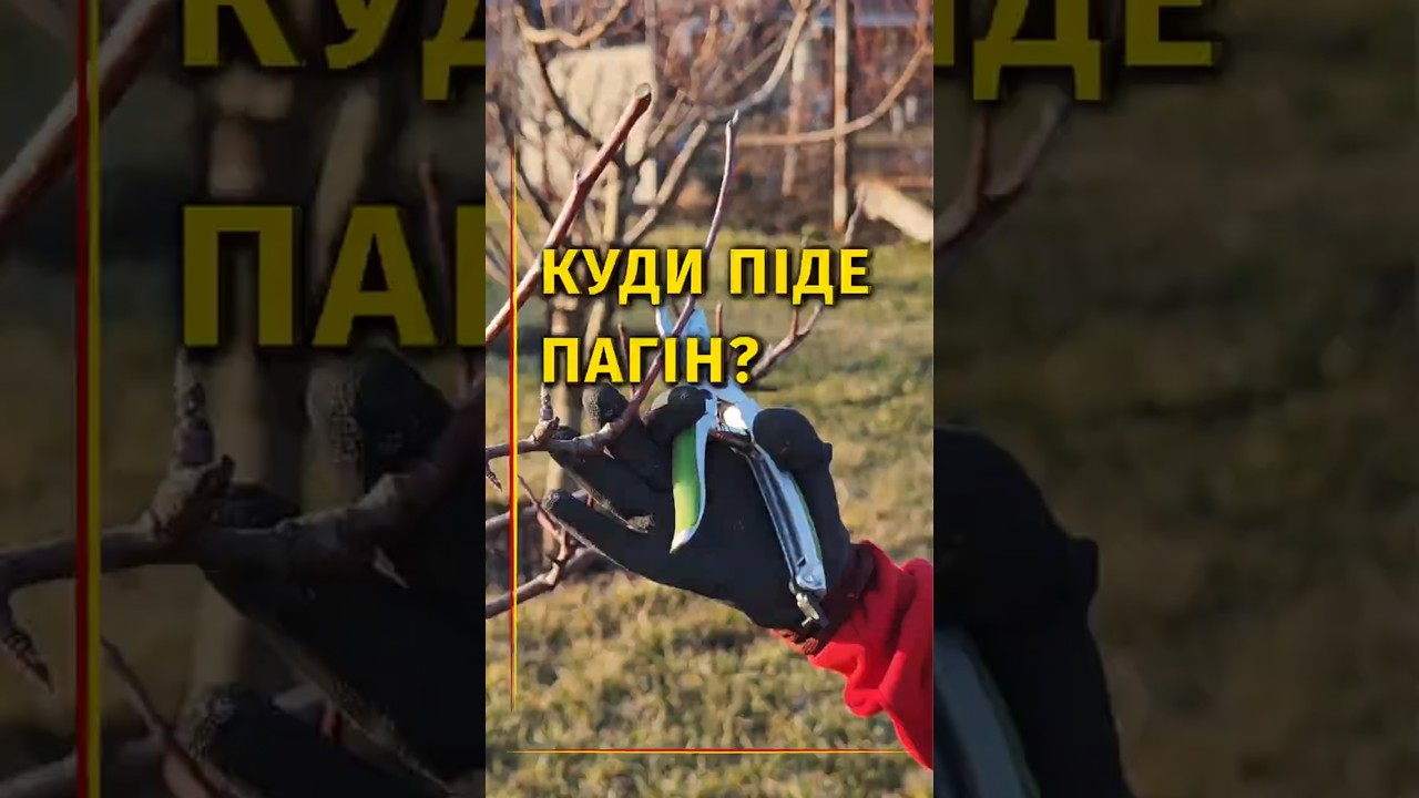ЯК ЗРІЗ ВПЛИВАЄ НА РІСТ ГІЛКИ