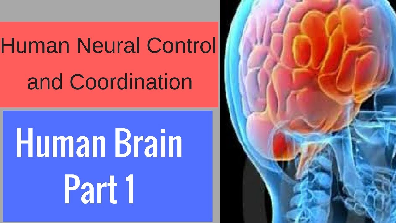 Human Neural Control and Coordination- Human Brain Part 1