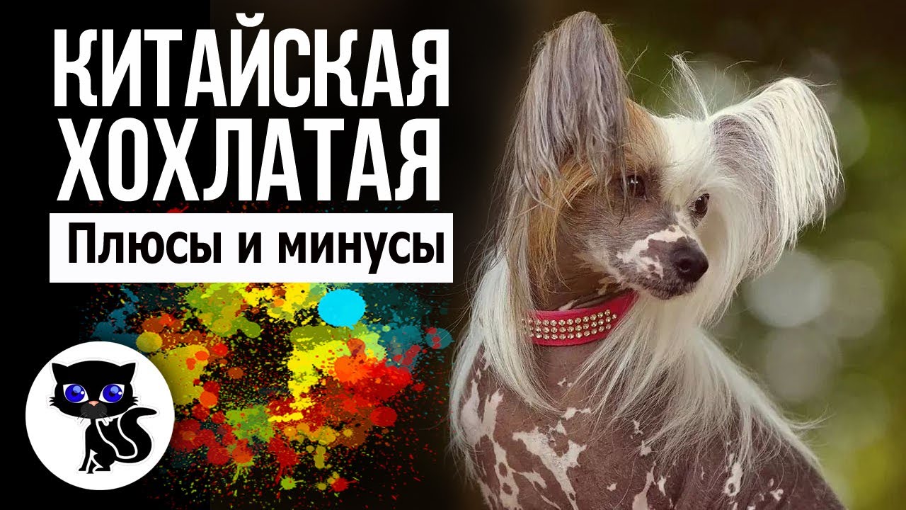 ✔ Китайская хохлатая собака плюсы и минусы.  Стоит ли заводить эту породу?